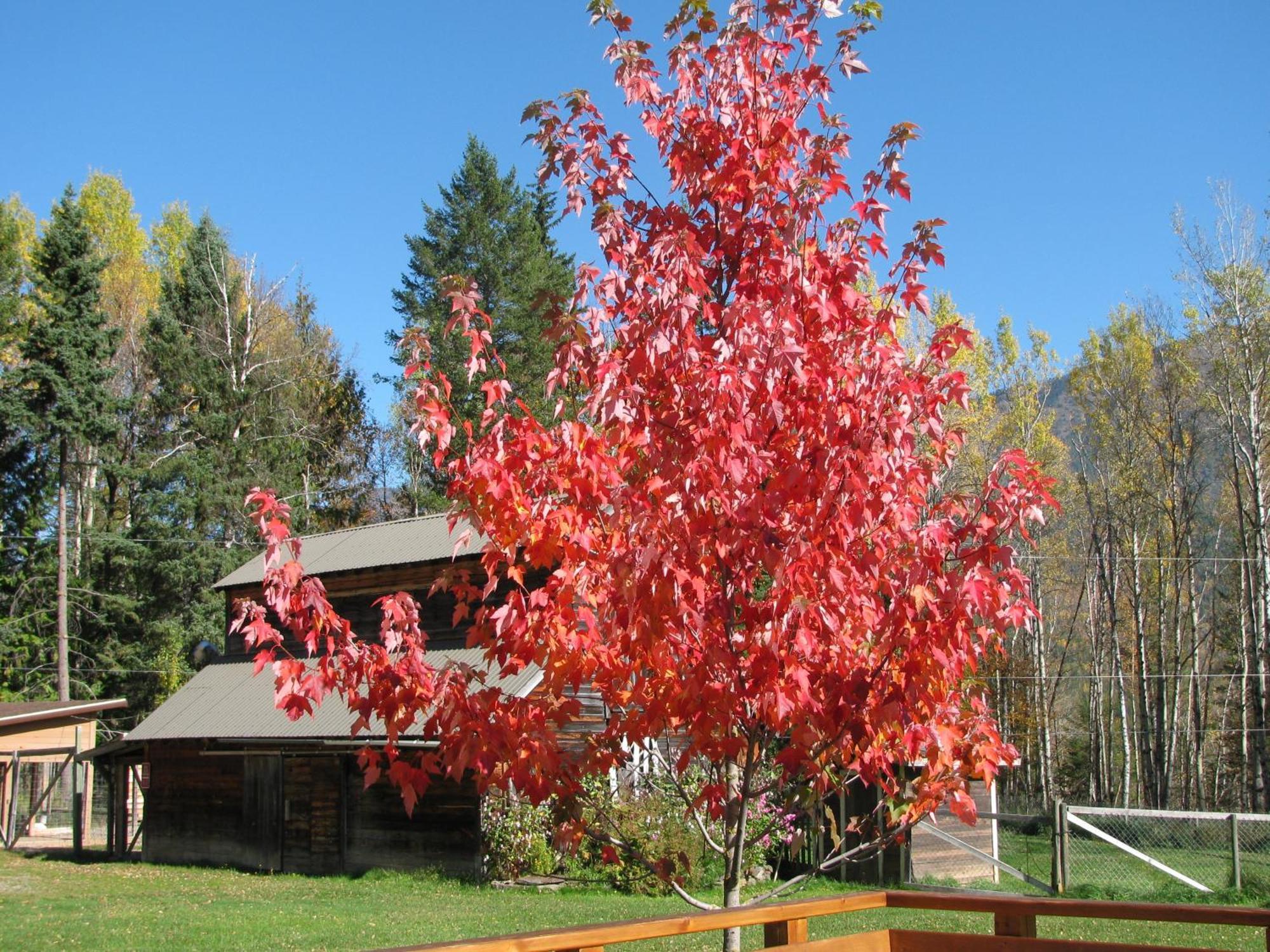 Birch Meadows Lodge B&B Fernie Eksteriør bilde